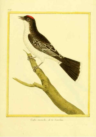 Reproducción/Reproduction 49639580398: Planches enluminées d'histoire naturelle. Paris? :s.n.,1765-1783?. 