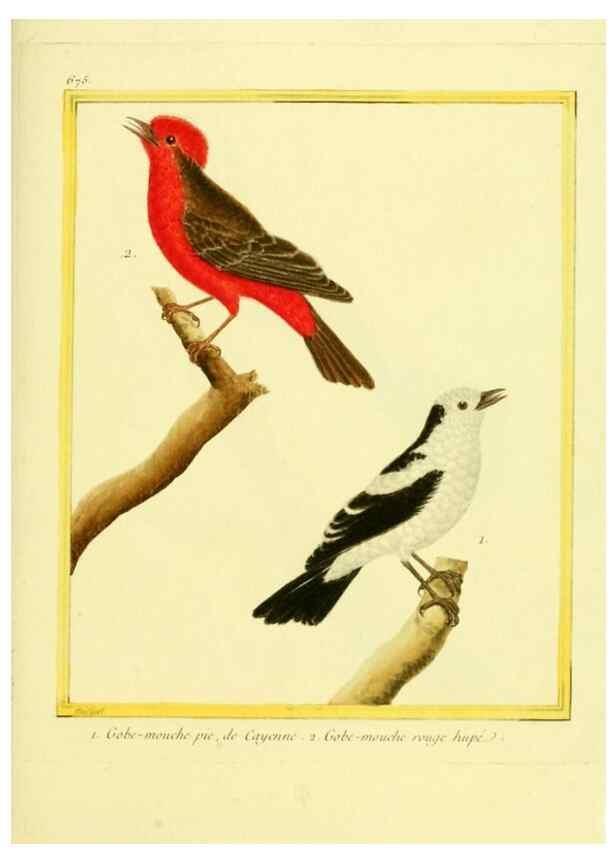 Reproducción/Reproduction 49640377122: Planches enluminées d'histoire naturelle. Paris? :s.n.,1765-1783?. 
