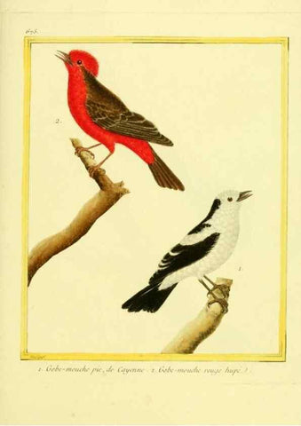 Reproducción/Reproduction 49640377122: Planches enluminées d'histoire naturelle. Paris? :s.n.,1765-1783?. 