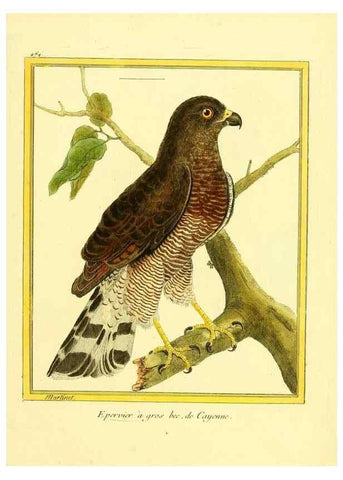 Reproducción/Reproduction 49639840031: Planches enluminées d'histoire naturelle. Paris? :s.n.,1765-1783?. 