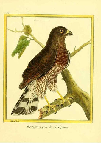 Reproducción/Reproduction 49639840031: Planches enluminées d'histoire naturelle. Paris? :s.n.,1765-1783?. 