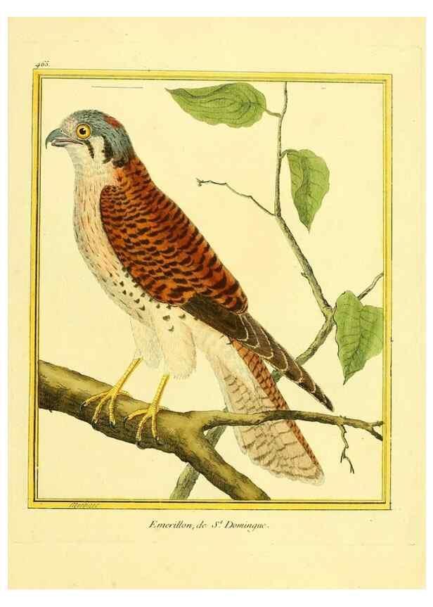Reproducción/Reproduction 49639840366: Planches enluminées d'histoire naturelle. Paris? :s.n.,1765-1783?. 