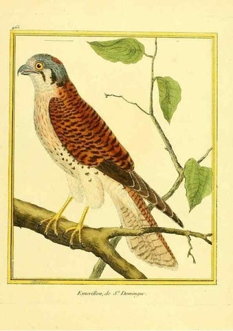 Reproducción/Reproduction 49639840366: Planches enluminées d'histoire naturelle. Paris? :s.n.,1765-1783?. 