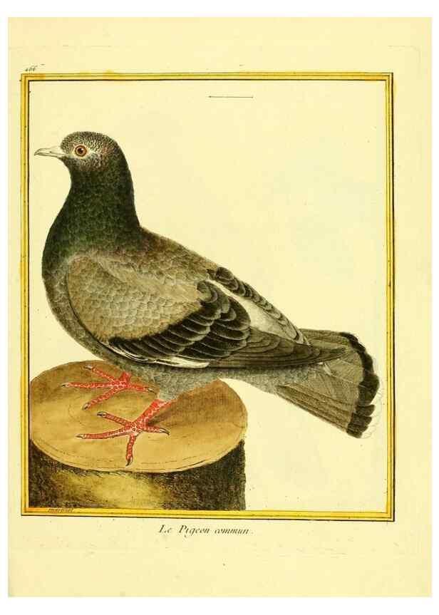 Reproducción/Reproduction 49640113542: Planches enluminées d'histoire naturelle. Paris? :s.n.,1765-1783?. 