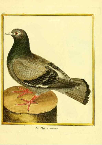 Reproducción/Reproduction 49640113542: Planches enluminées d'histoire naturelle. Paris? :s.n.,1765-1783?. 