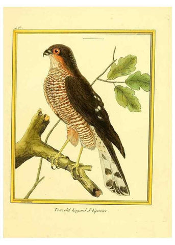 Reproducción/Reproduction 49640113967: Planches enluminées d'histoire naturelle. Paris? :s.n.,1765-1783?. 