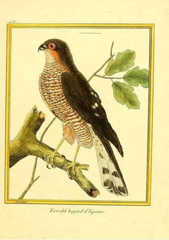Reproducción/Reproduction 49640113967: Planches enluminées d'histoire naturelle. Paris? :s.n.,1765-1783?. 