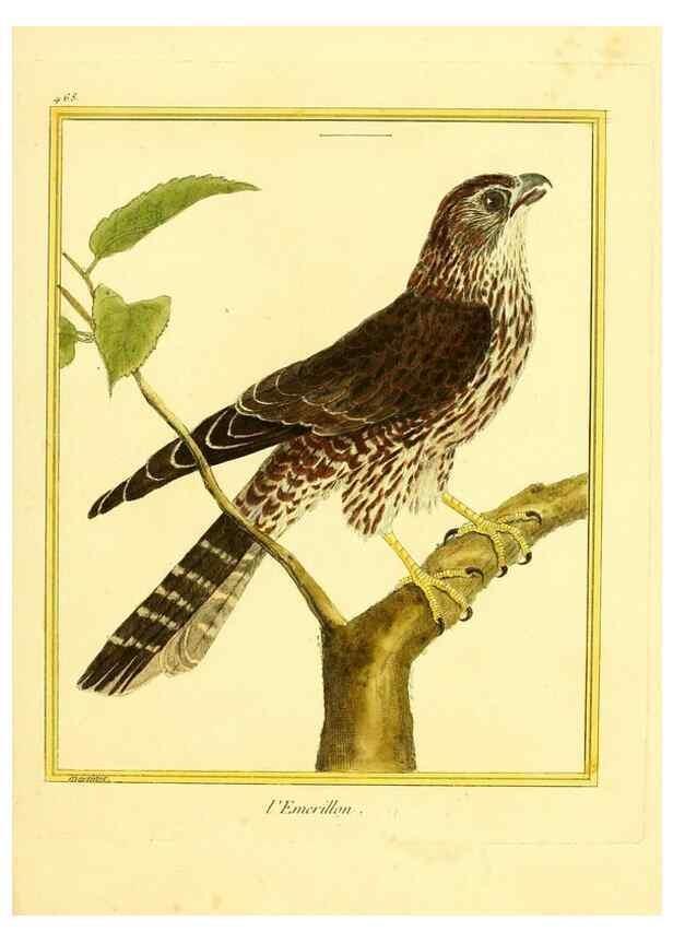 Reproducción/Reproduction 49639841441: Planches enluminées d'histoire naturelle. Paris? :s.n.,1765-1783?. 