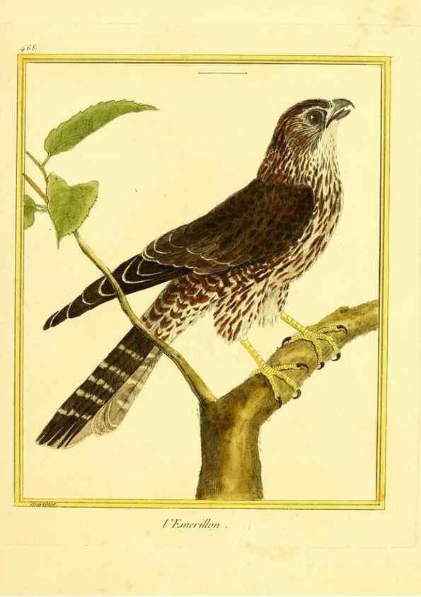 Reproducción/Reproduction 49639841441: Planches enluminées d'histoire naturelle. Paris? :s.n.,1765-1783?. 
