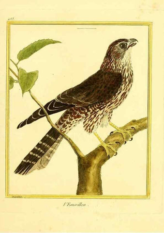 Reproducción/Reproduction 49639841441: Planches enluminées d'histoire naturelle. Paris? :s.n.,1765-1783?. 