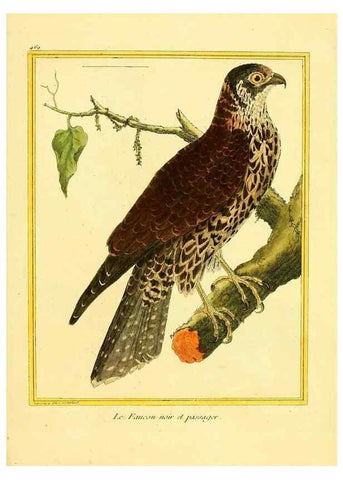 Reproducción/Reproduction 49639316108: Planches enluminées d'histoire naturelle. Paris? :s.n.,1765-1783?. 
