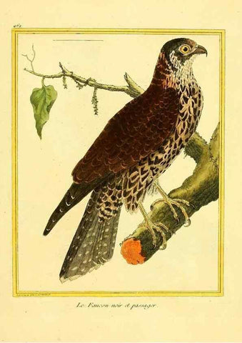 Reproducción/Reproduction 49639316108: Planches enluminées d'histoire naturelle. Paris? :s.n.,1765-1783?. 