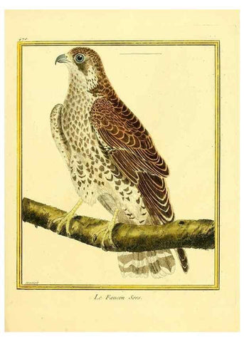 Reproducción/Reproduction 49639842071: Planches enluminées d'histoire naturelle. Paris? :s.n.,1765-1783?. 