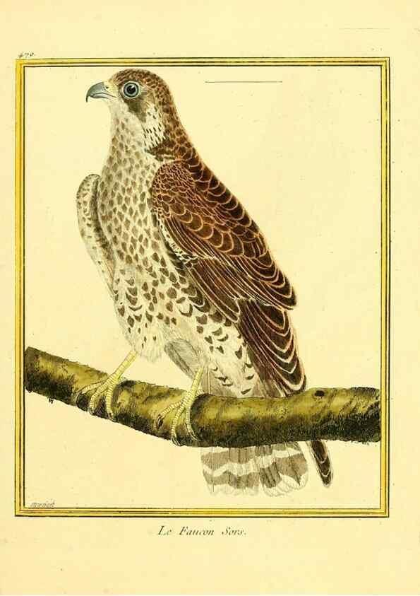 Reproducción/Reproduction 49639842071: Planches enluminées d'histoire naturelle. Paris? :s.n.,1765-1783?. 