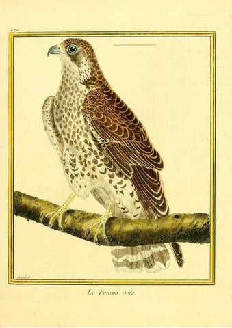 Reproducción/Reproduction 49639842071: Planches enluminées d'histoire naturelle. Paris? :s.n.,1765-1783?. 