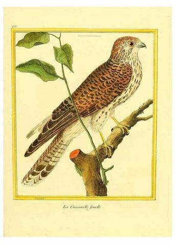 Reproducción/Reproduction 49639316763: Planches enluminées d'histoire naturelle. Paris? :s.n.,1765-1783?. 