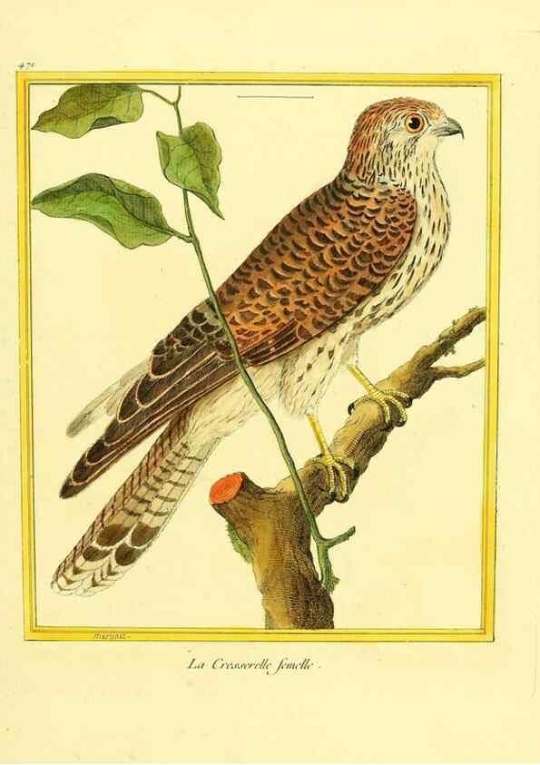 Reproducción/Reproduction 49639316763: Planches enluminées d'histoire naturelle. Paris? :s.n.,1765-1783?. 