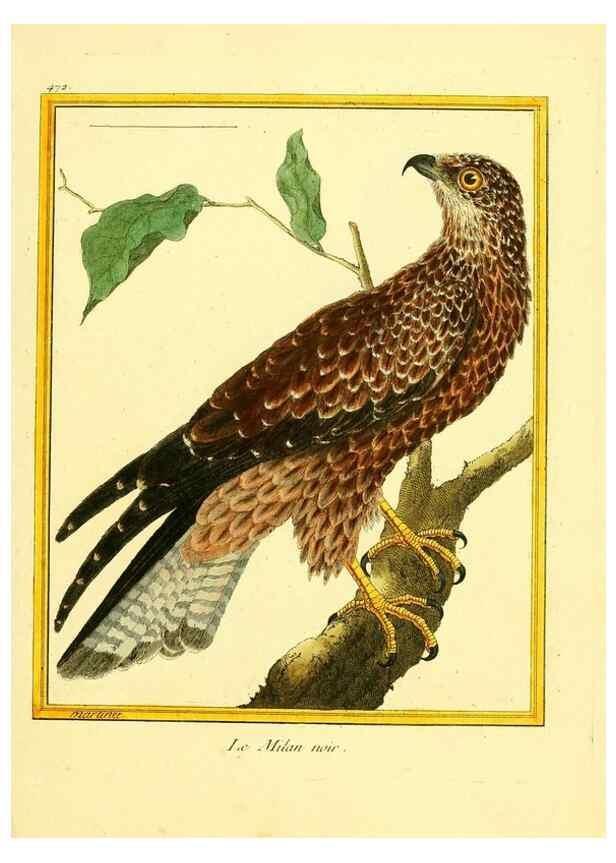 Reproducción/Reproduction 49639317043: Planches enluminées d'histoire naturelle. Paris? :s.n.,1765-1783?. 