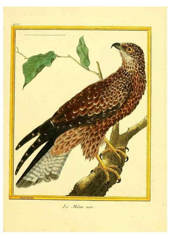 Reproducción/Reproduction 49639317043: Planches enluminées d'histoire naturelle. Paris? :s.n.,1765-1783?. 