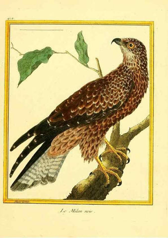 Reproducción/Reproduction 49639317043: Planches enluminées d'histoire naturelle. Paris? :s.n.,1765-1783?. 