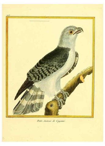 Reproducción/Reproduction 49639842936: Planches enluminées d'histoire naturelle. Paris? :s.n.,1765-1783?. 