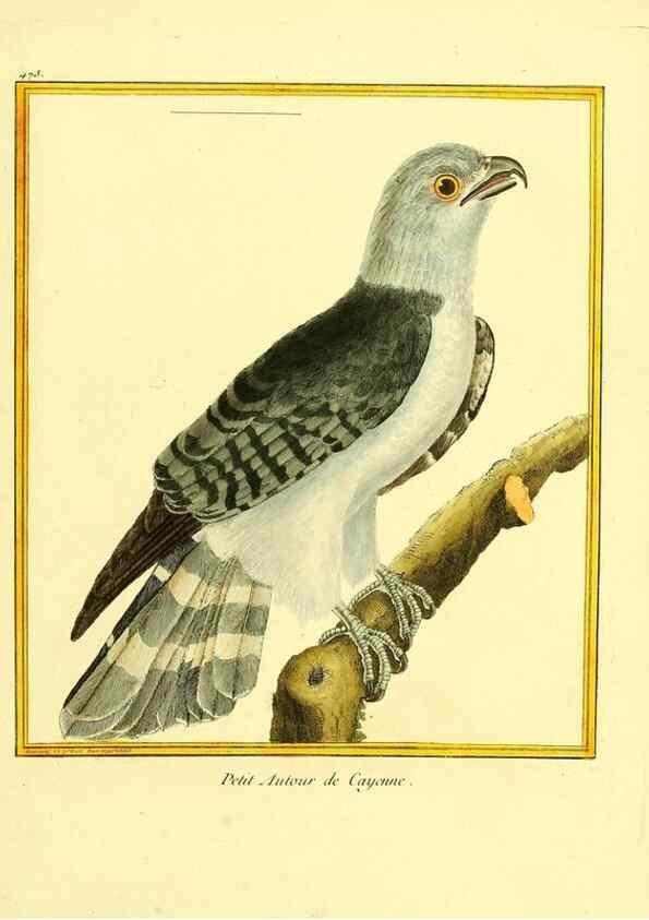 Reproducción/Reproduction 49639842936: Planches enluminées d'histoire naturelle. Paris? :s.n.,1765-1783?. 