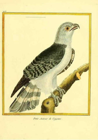 Reproducción/Reproduction 49639842936: Planches enluminées d'histoire naturelle. Paris? :s.n.,1765-1783?. 