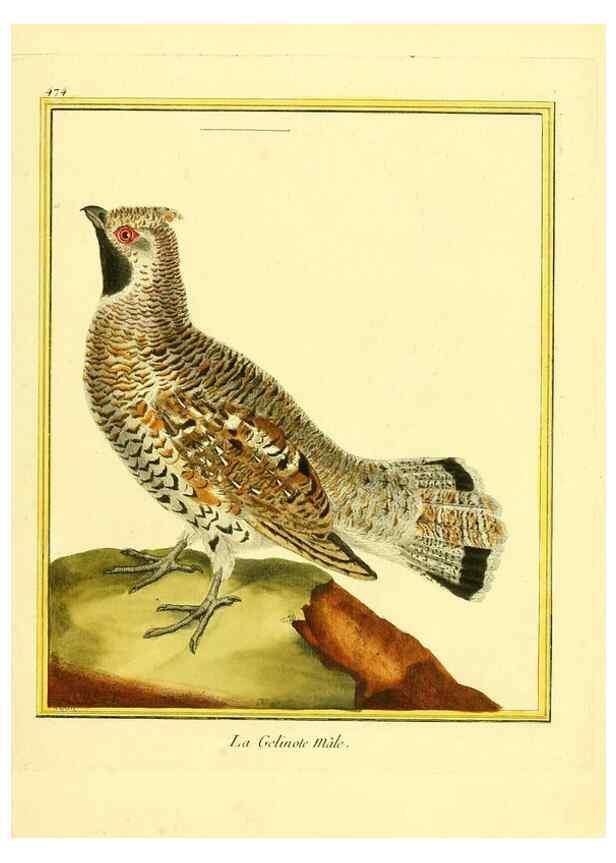 Reproducción/Reproduction 49640116372: Planches enluminées d'histoire naturelle. Paris? :s.n.,1765-1783?. 