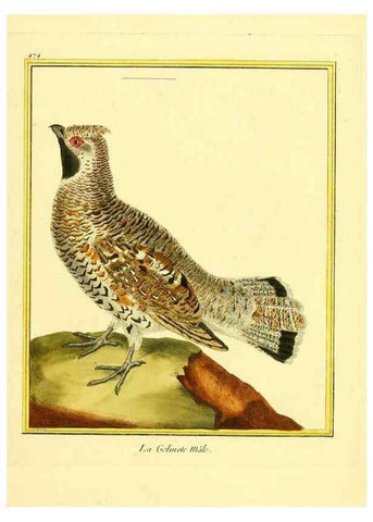 Reproducción/Reproduction 49640116372: Planches enluminées d'histoire naturelle. Paris? :s.n.,1765-1783?. 