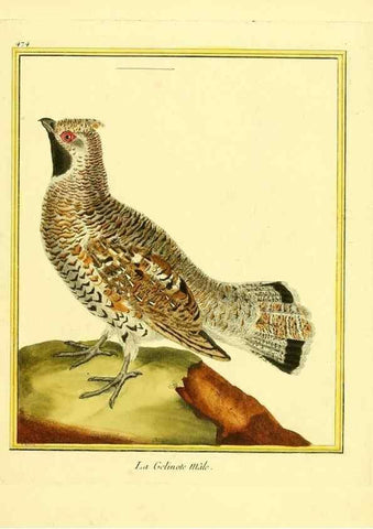 Reproducción/Reproduction 49640116372: Planches enluminées d'histoire naturelle. Paris? :s.n.,1765-1783?. 