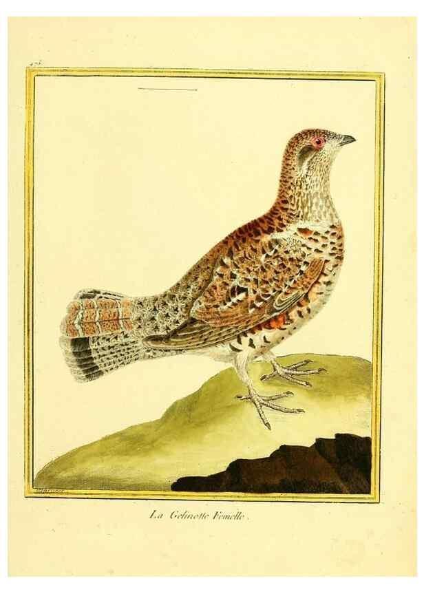 Reproducción/Reproduction 49640116767: Planches enluminées d'histoire naturelle. Paris? :s.n.,1765-1783?. 