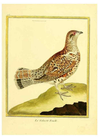 Reproducción/Reproduction 49640116767: Planches enluminées d'histoire naturelle. Paris? :s.n.,1765-1783?. 