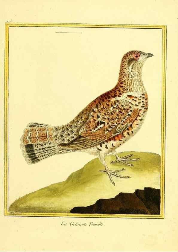 Reproducción/Reproduction 49640116767: Planches enluminées d'histoire naturelle. Paris? :s.n.,1765-1783?. 