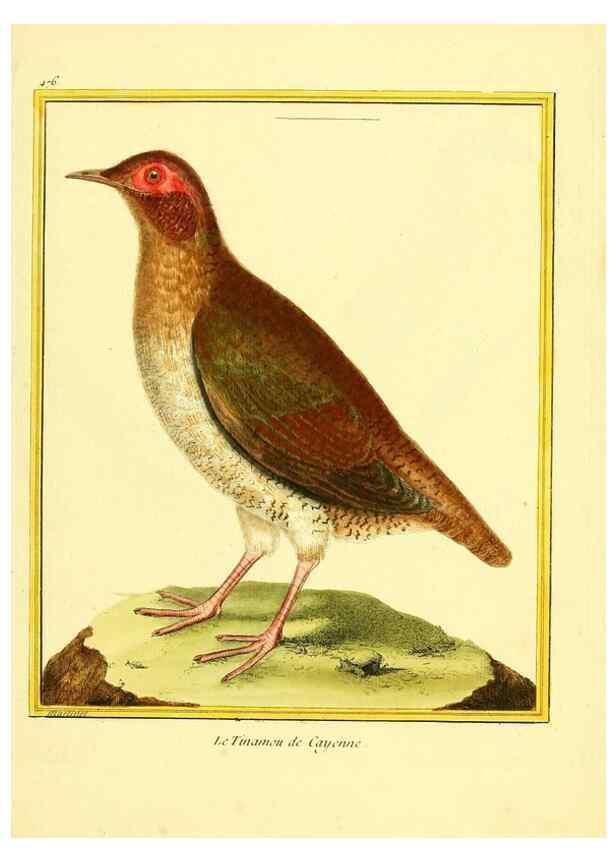 Reproducción/Reproduction 49640117162: Planches enluminées d'histoire naturelle. Paris? :s.n.,1765-1783?. 