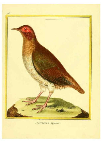 Reproducción/Reproduction 49640117162: Planches enluminées d'histoire naturelle. Paris? :s.n.,1765-1783?. 