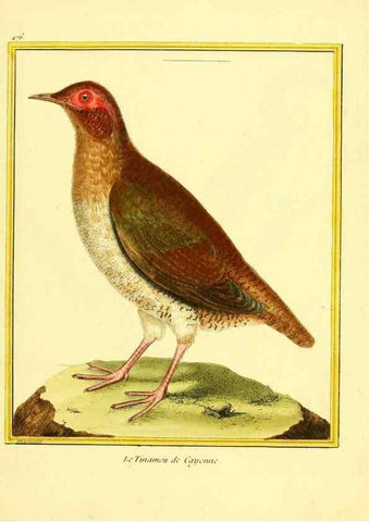 Reproducción/Reproduction 49640117162: Planches enluminées d'histoire naturelle. Paris? :s.n.,1765-1783?. 