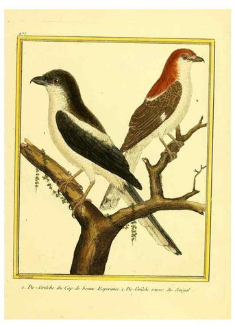 Reproducción/Reproduction 49639844356: Planches enluminées d'histoire naturelle. Paris? :s.n.,1765-1783?. 