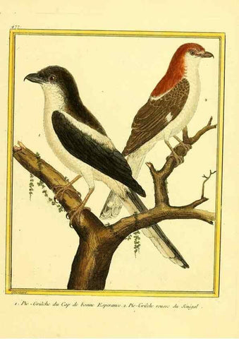 Reproducción/Reproduction 49639844356: Planches enluminées d'histoire naturelle. Paris? :s.n.,1765-1783?. 