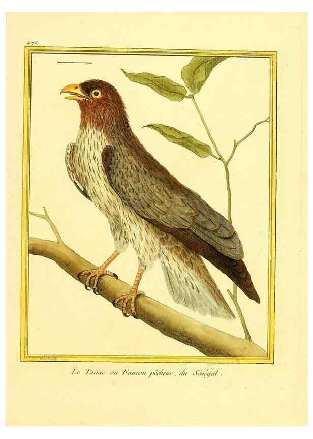 Reproducción/Reproduction 49639319473: Planches enluminées d'histoire naturelle. Paris? :s.n.,1765-1783?. 