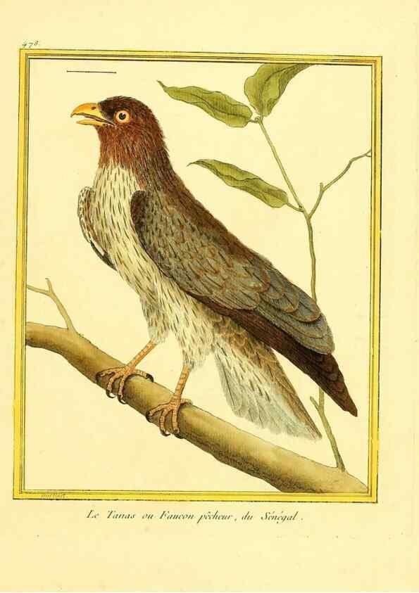 Reproducción/Reproduction 49639319473: Planches enluminées d'histoire naturelle. Paris? :s.n.,1765-1783?. 