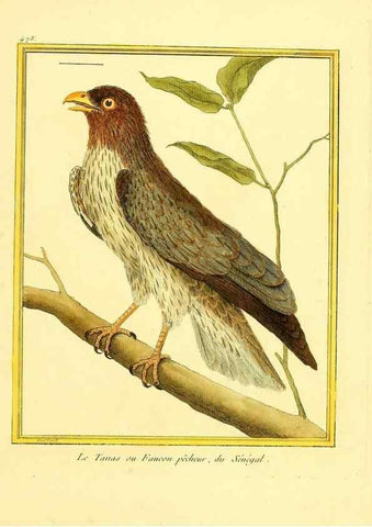 Reproducción/Reproduction 49639319473: Planches enluminées d'histoire naturelle. Paris? :s.n.,1765-1783?. 