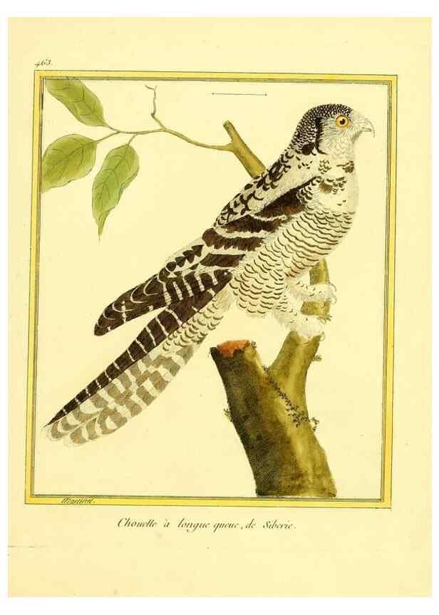 Reproducción/Reproduction 49640112482: Planches enluminées d'histoire naturelle. Paris? :s.n.,1765-1783?. 