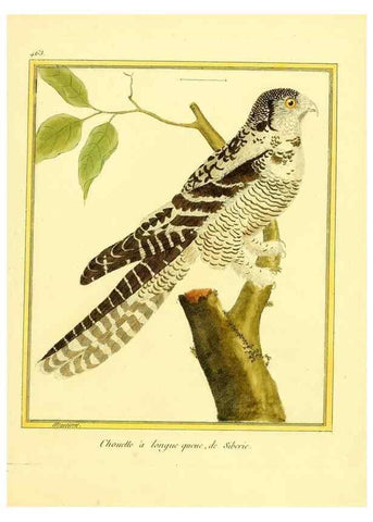 Reproducción/Reproduction 49640112482: Planches enluminées d'histoire naturelle. Paris? :s.n.,1765-1783?. 