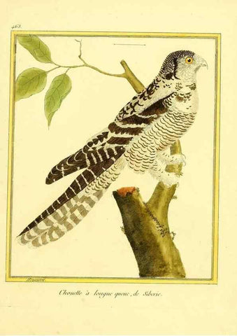 Reproducción/Reproduction 49640112482: Planches enluminées d'histoire naturelle. Paris? :s.n.,1765-1783?. 