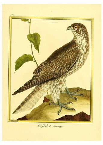 Reproducción/Reproduction 49640112072: Planches enluminées d'histoire naturelle. Paris? :s.n.,1765-1783?. 