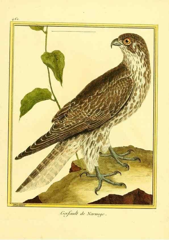 Reproducción/Reproduction 49640112072: Planches enluminées d'histoire naturelle. Paris? :s.n.,1765-1783?. 