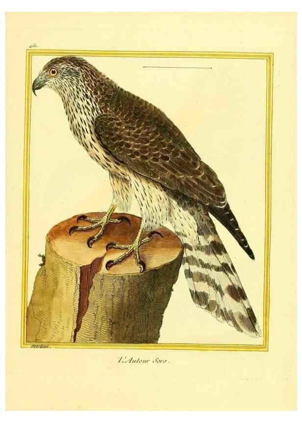 Reproducción/Reproduction 49639839001: Planches enluminées d'histoire naturelle. Paris? :s.n.,1765-1783?. 