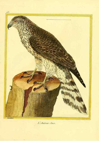 Reproducción/Reproduction 49639839001: Planches enluminées d'histoire naturelle. Paris? :s.n.,1765-1783?. 