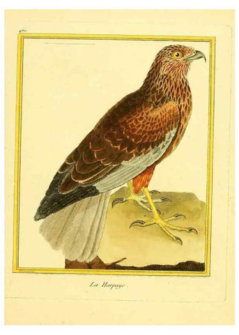 Reproducción/Reproduction 49640111422: Planches enluminées d'histoire naturelle. Paris? :s.n.,1765-1783?. 