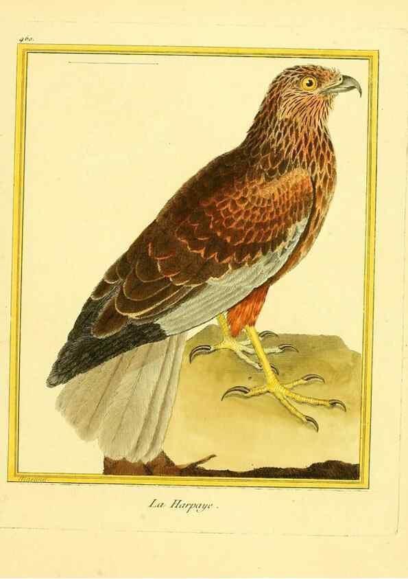 Reproducción/Reproduction 49640111422: Planches enluminées d'histoire naturelle. Paris? :s.n.,1765-1783?. 